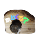 可愛い 動物達！（個別スタンプ：5）