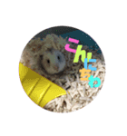 可愛い 動物達！（個別スタンプ：6）
