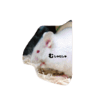 可愛い 動物達！（個別スタンプ：11）