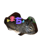 可愛い 動物達！（個別スタンプ：12）