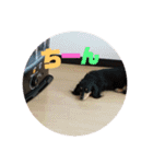可愛い 動物達！（個別スタンプ：13）