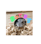 可愛い 動物達！（個別スタンプ：14）