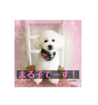 まる子と仲間たち stamp（個別スタンプ：4）