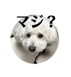 まる子と仲間たち stamp（個別スタンプ：11）