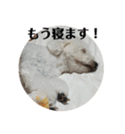 まる子と仲間たち stamp（個別スタンプ：19）