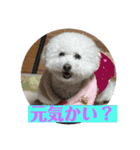 まる子と仲間たち stamp（個別スタンプ：20）