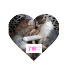 にゃん＆ワン♡ライフ（個別スタンプ：9）