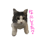 ゆる〜いにゃんこ（個別スタンプ：1）