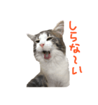 ゆる〜いにゃんこ（個別スタンプ：5）