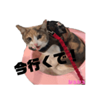 Rcat 長女シュシュ 関西弁猫（個別スタンプ：5）