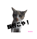 Rcat 長女シュシュ 関西弁猫（個別スタンプ：6）