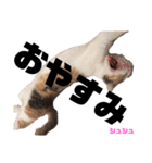 Rcat 長女シュシュ 関西弁猫（個別スタンプ：8）