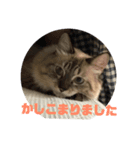 ねこのなつこ（個別スタンプ：2）