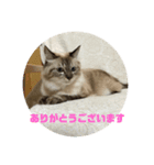 ねこのなつこ（個別スタンプ：3）