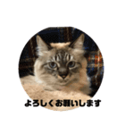 ねこのなつこ（個別スタンプ：4）