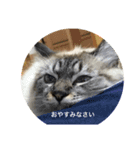 ねこのなつこ（個別スタンプ：5）