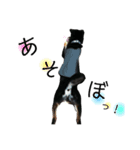 黒柴ビンゴ3（個別スタンプ：2）