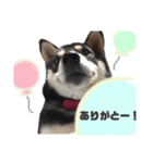黒柴ビンゴ3（個別スタンプ：7）