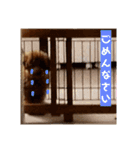 高篠ロペ③（個別スタンプ：2）