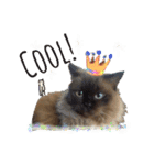 レインボー猫 2＊ 新シリーズ :)（個別スタンプ：3）