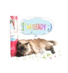 レインボー猫 2＊ 新シリーズ :)（個別スタンプ：8）