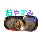 あさみさんちのにゃんこ（個別スタンプ：4）