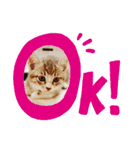 あさみさんちのにゃんこ（個別スタンプ：12）
