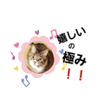 あさみさんちのにゃんこ（個別スタンプ：14）