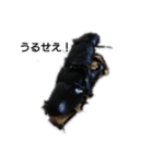 Beetleスタンプ(カブトムシ)（個別スタンプ：15）