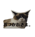 メイ・ユニ・ララ（個別スタンプ：1）