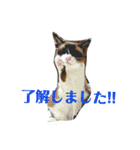 メイ・ユニ・ララ（個別スタンプ：4）