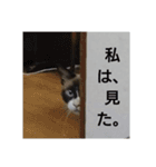 メイ・ユニ・ララ（個別スタンプ：5）