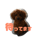 むぎちゃタンプ（個別スタンプ：23）