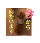 むぎちゃタンプ（個別スタンプ：25）