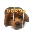 むぎちゃタンプ（個別スタンプ：29）