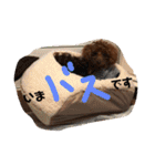 むぎちゃタンプ（個別スタンプ：38）
