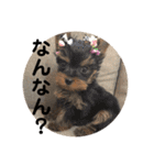 カイトとクルミの生活 ②（個別スタンプ：7）