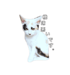 三毛猫ぽんずスタンプver.1（個別スタンプ：1）