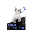 三毛猫ぽんずスタンプver.1（個別スタンプ：2）