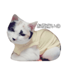 三毛猫ぽんずスタンプver.1（個別スタンプ：3）