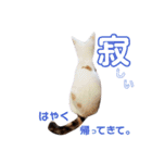三毛猫ぽんずスタンプver.1（個別スタンプ：5）