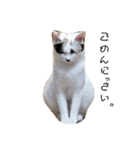 三毛猫ぽんずスタンプver.1（個別スタンプ：6）