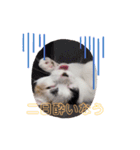 三毛猫ぽんずスタンプver.1（個別スタンプ：7）