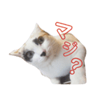 三毛猫ぽんずスタンプver.1（個別スタンプ：8）