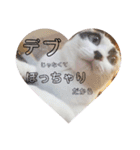 三毛猫ぽんずスタンプver.1（個別スタンプ：10）