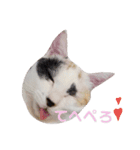 三毛猫ぽんずスタンプver.1（個別スタンプ：11）