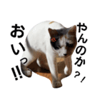 三毛猫ぽんずスタンプver.1（個別スタンプ：12）