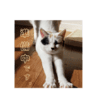 三毛猫ぽんずスタンプver.1（個別スタンプ：13）