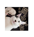 三毛猫ぽんずスタンプver.1（個別スタンプ：14）