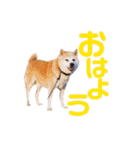 柴犬りくぽん（個別スタンプ：1）